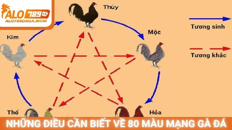 Những điều cần biết về 80 màu mạng gà đá