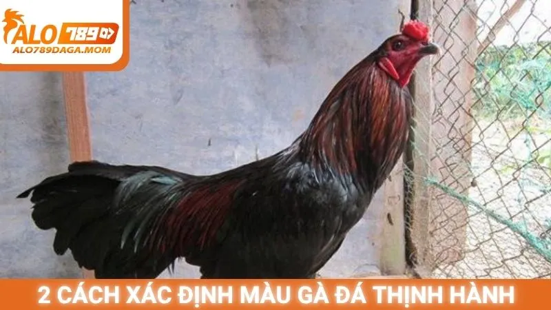 2 cách xác định màu gà đá thịnh hành