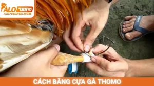 Cách băng cựa gà Thomo