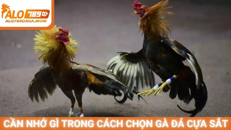 Cần nhớ gì trong cách chọn gà đá cựa sắt