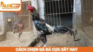 Cách chọn gà đá cựa sắt hay