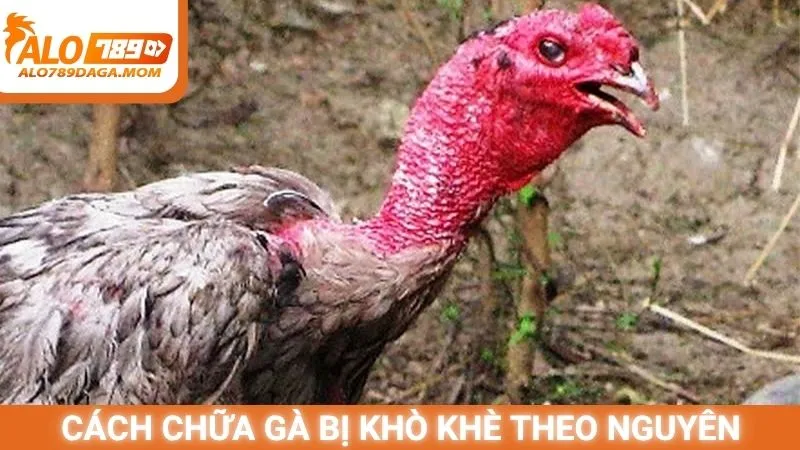 Cách chữa gà bị khò khè theo nguyên nhân