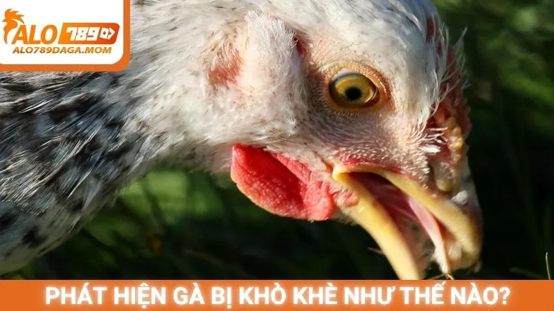 Phát hiện gà bị khò khè như thế nào?