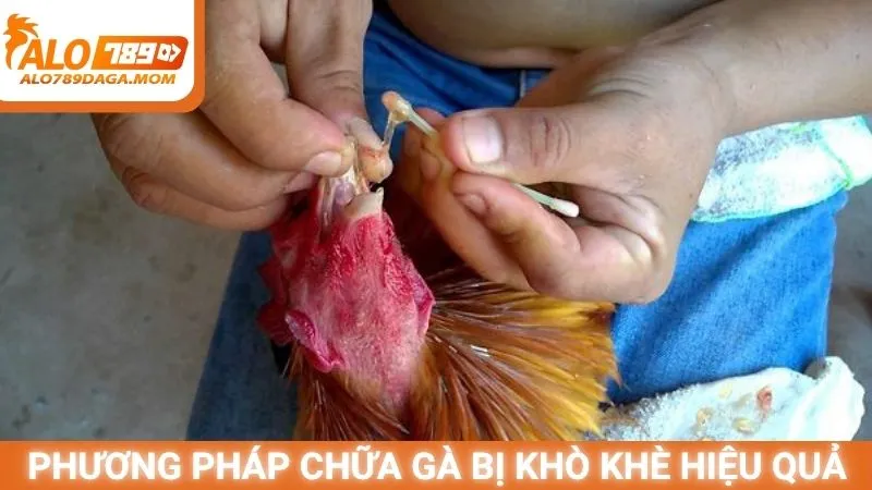 Phương pháp chữa gà bị khò khè hiệu quả