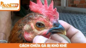 Cách chữa gà bị khò khè