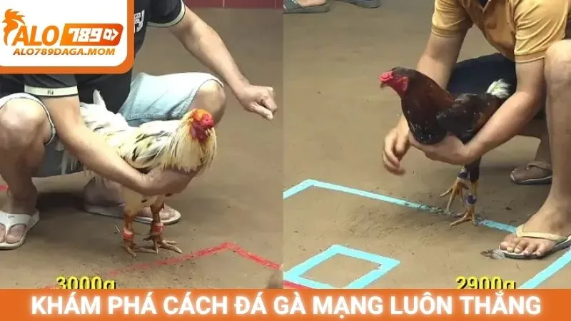Khám phá cách đá gà mạng luôn thắng