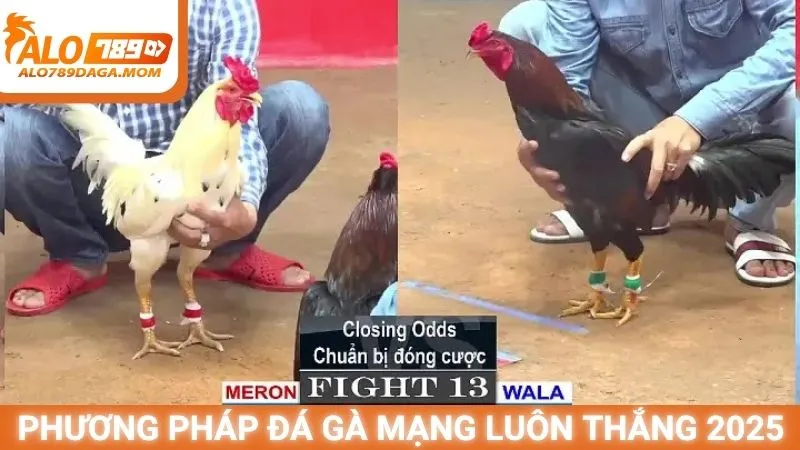 Phương pháp đá gà mạng luôn thắng 2025
