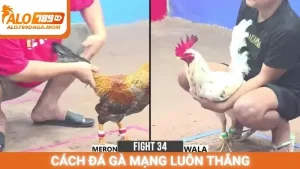 Cách đá gà mạng luôn thắng