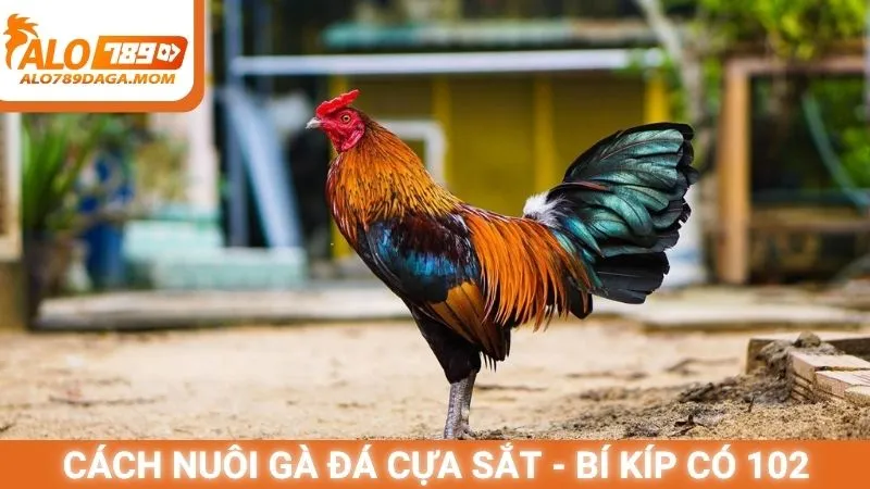 Cách nuôi gà đá cựa sắt - Bí kíp có 102