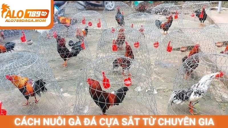 Cách nuôi gà đá cựa sắt từ chuyên gia