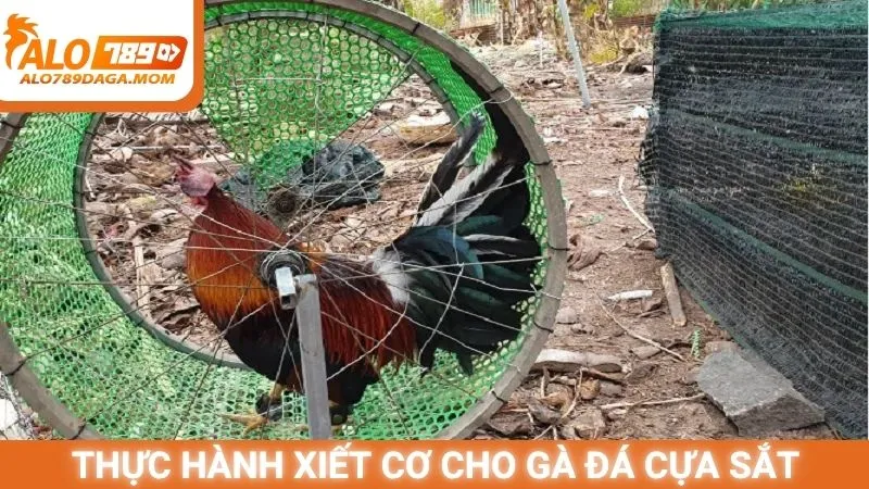 Thực hành xiết cơ cho gà đá cựa sắt