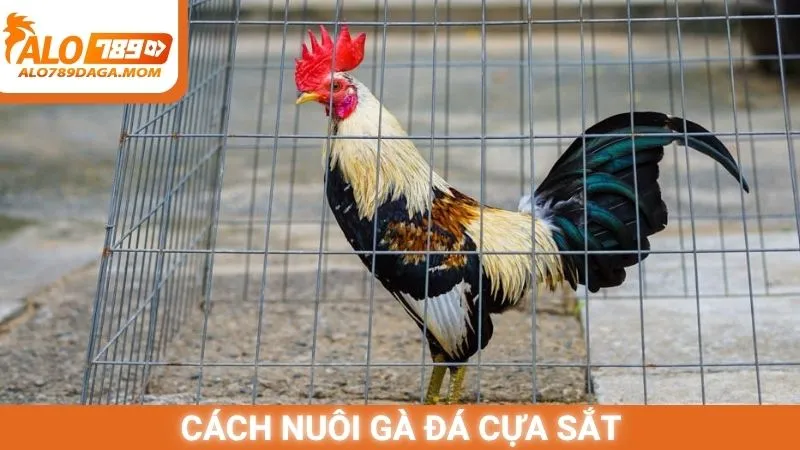 Cách nuôi gà đá cựa sắt