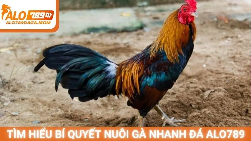 Tìm hiểu bí quyết nuôi gà nhanh đá Alo789
