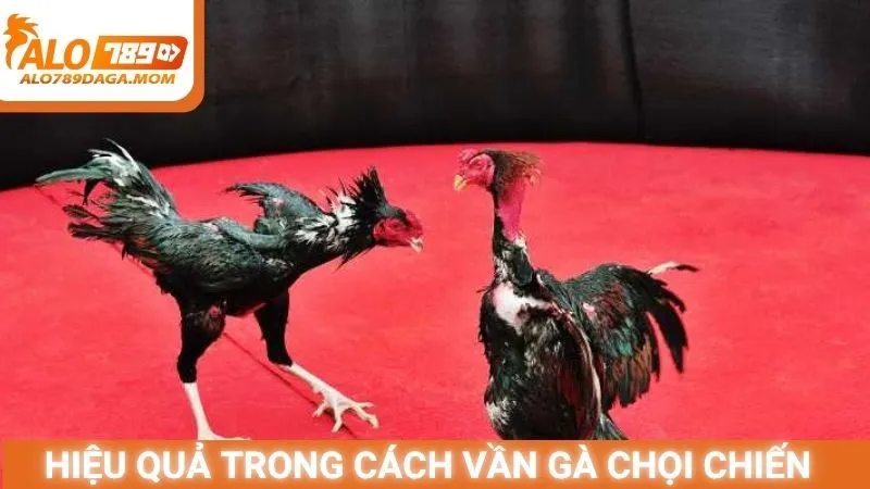 Hiệu quả trong cách vần gà chọi chiến