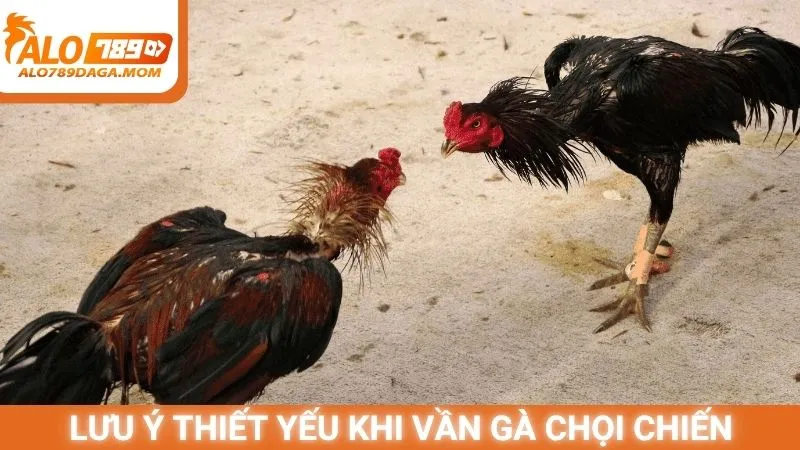 Lưu ý thiết yếu trong quá trình vần gà chọi chiến