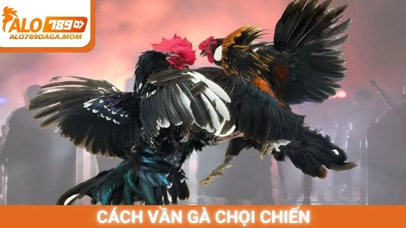 Cách vần gà chọi chiến
