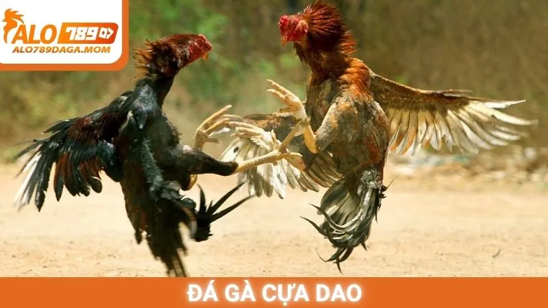 Đá gà cựa dao