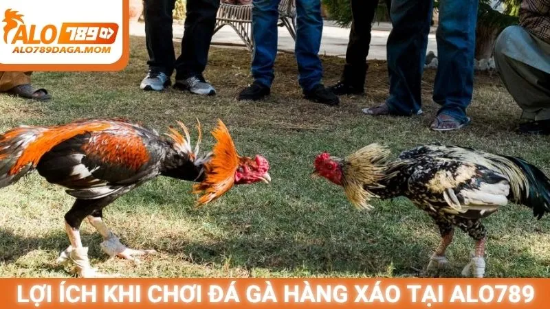 Lợi ích khi chơi đá gà hàng xáo tại Alo789