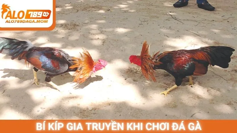 Bí kíp gia truyền khi chơi đá gà