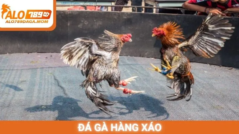 Đá gà hàng xáo