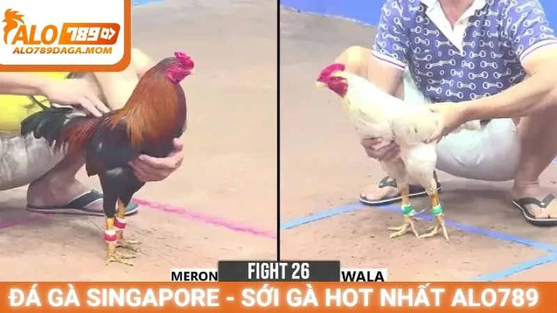 Đá gà Singapore - Sới gà hot nhất Alo789