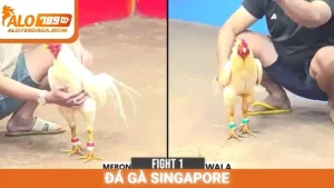 Đá gà Singapore