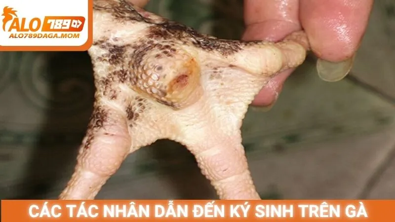 Các tác nhân dẫn đến ký sinh trên gà