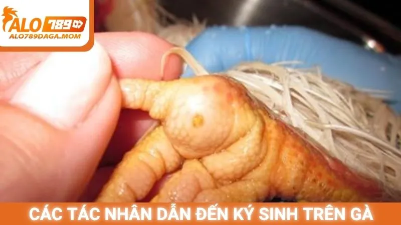 Kinh nghiệm điều trị ké gà đá hiệu quả