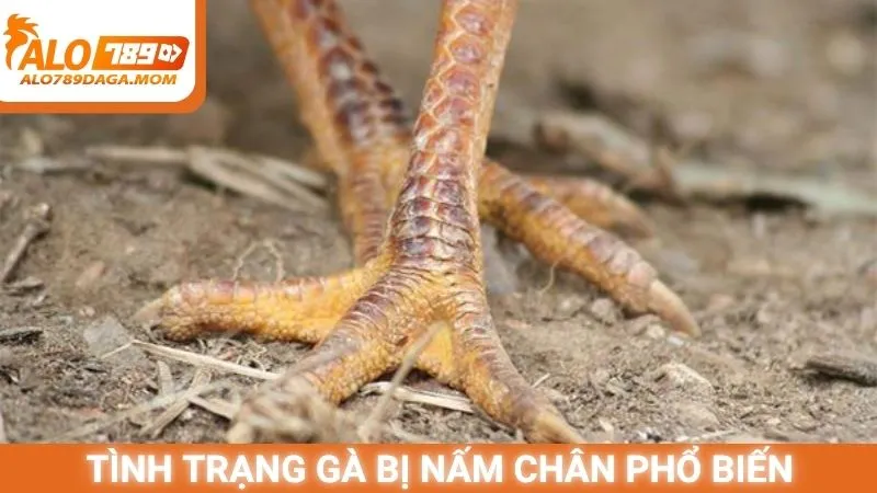 Tình trạng gà bị nấm chân phổ biến hiện nay