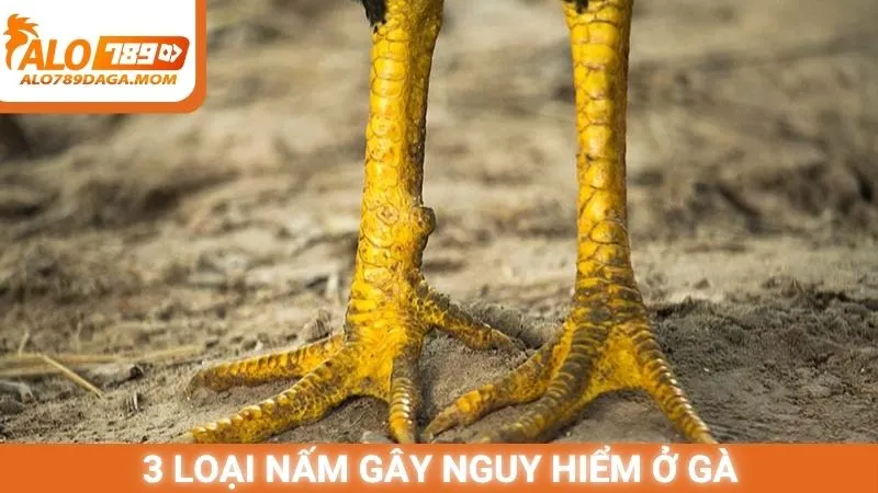 3 loại nấm gây nguy hiểm ở gà