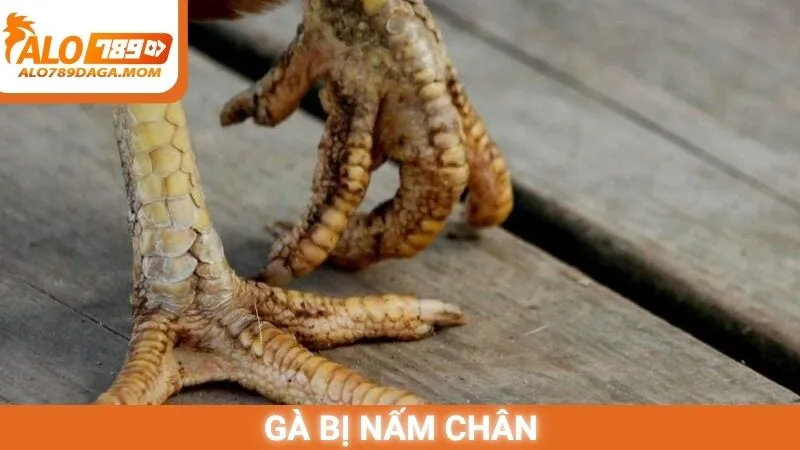 Gà bị nấm chân