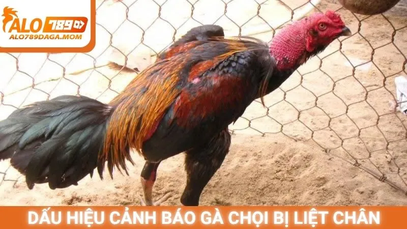 Dấu hiệu cảnh báo gà chọi bị liệt chân