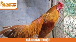 Gà đoản thiệt