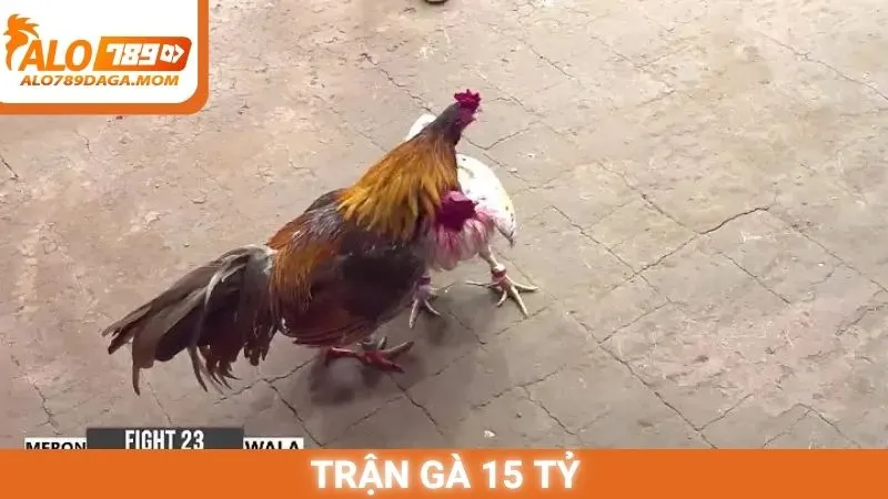 Trận gà 15 tỷ