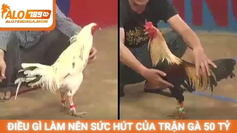 Điều gì làm nên sức hút của trận gà 50 tỷ