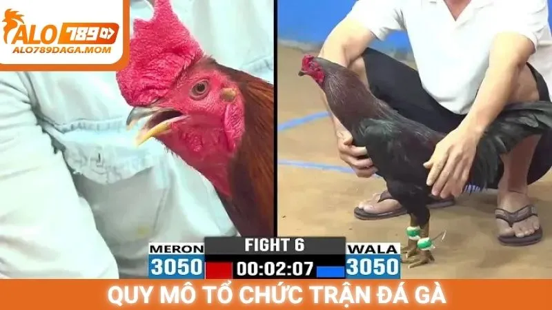 Quy mô tổ chức trận đá gà