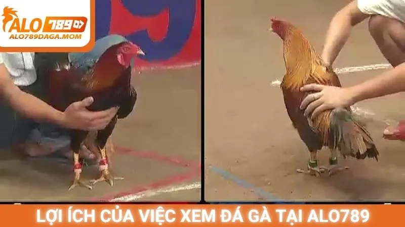Lợi ích của việc xem đá gà tại Alo789