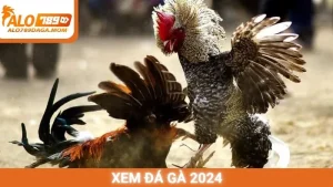 Xem đá gà 2024